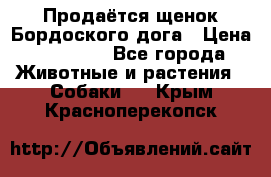 Продаётся щенок Бордоского дога › Цена ­ 37 000 - Все города Животные и растения » Собаки   . Крым,Красноперекопск